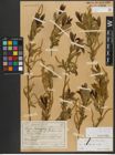 Foto von Salix triandra subsp. triandra L.